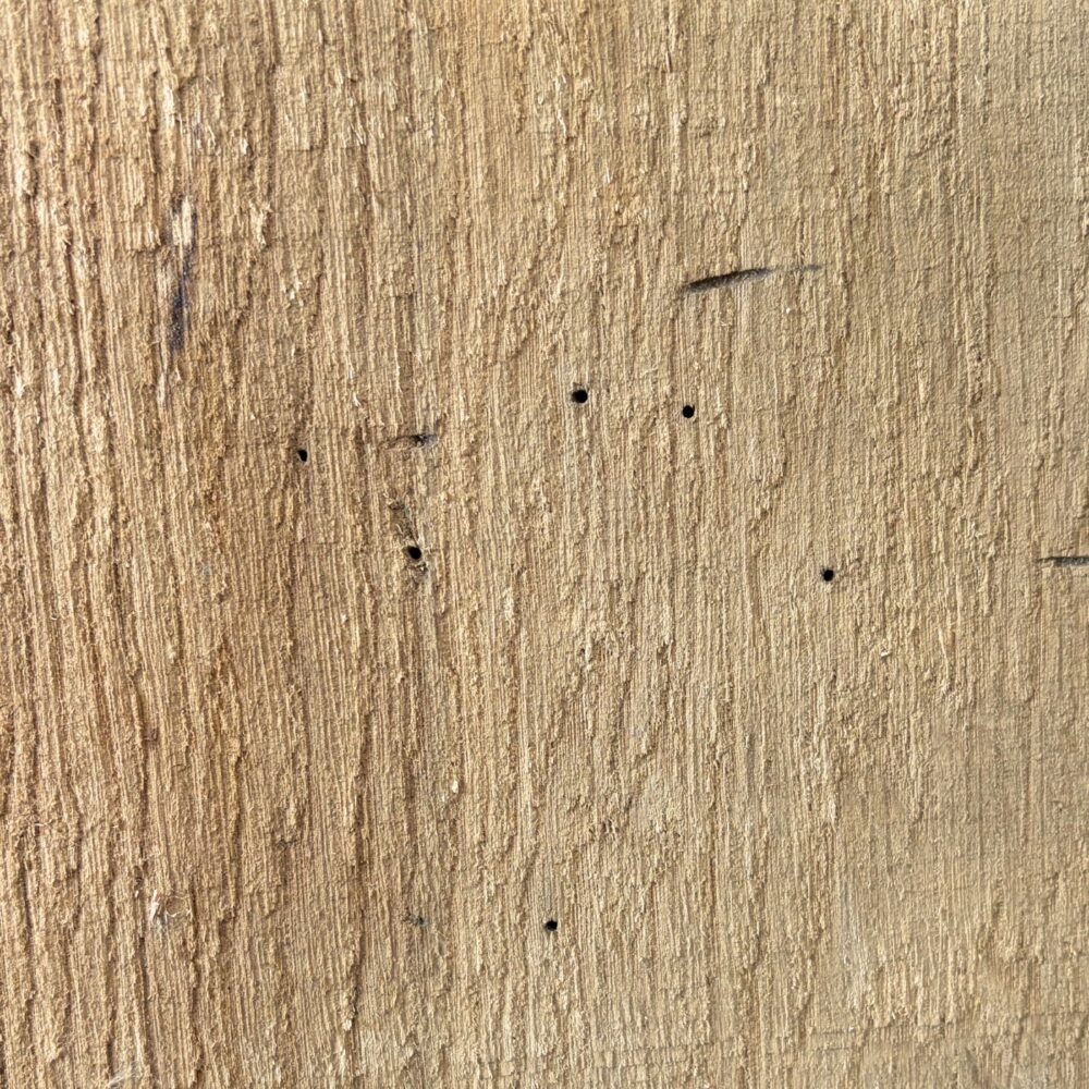 EIchenholz mit Wurmlöchern Close-Up
