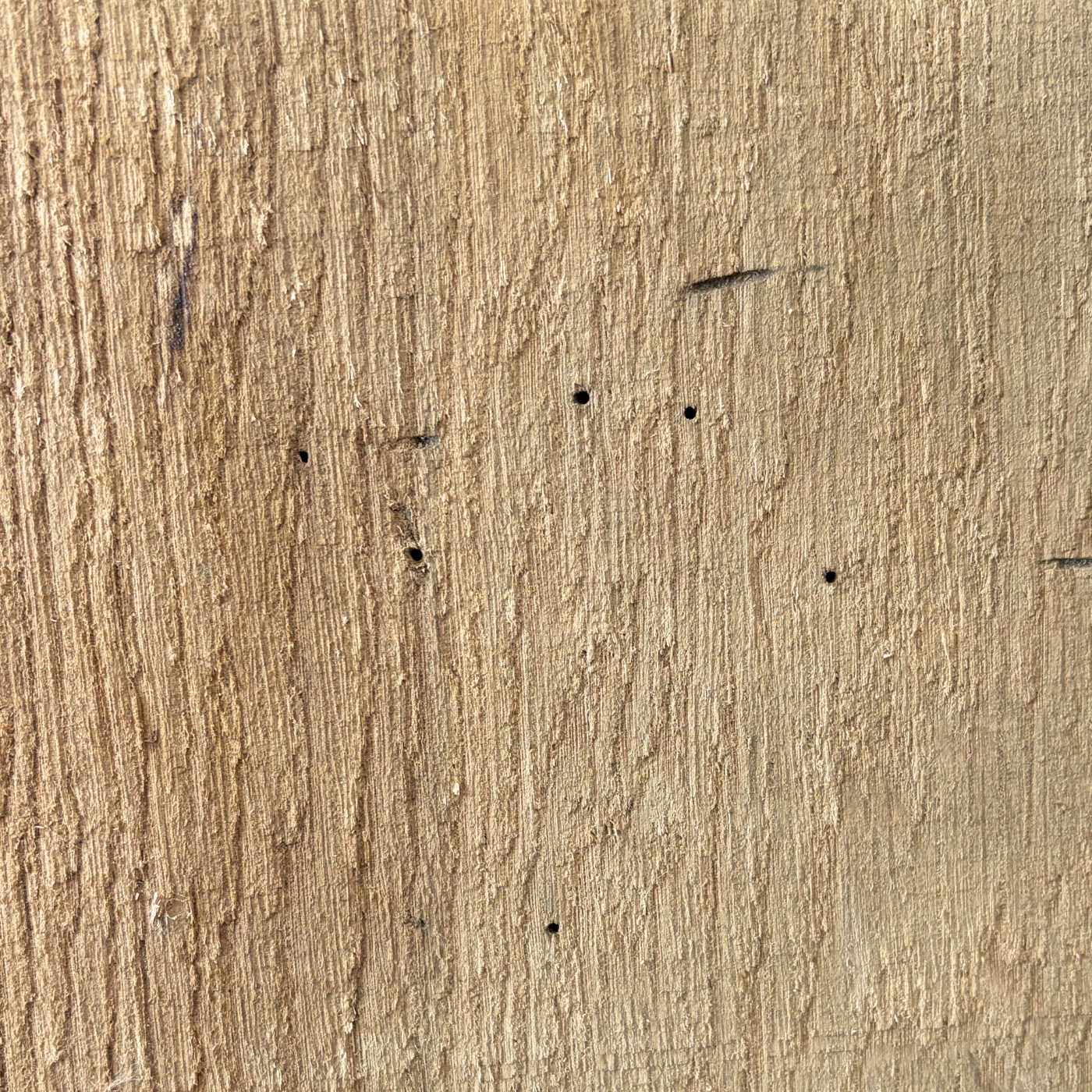 EIchenholz mit Wurmlöchern Close-Up