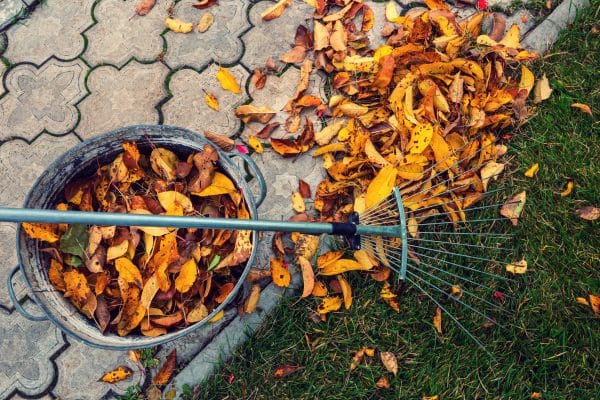 Metallrechen und Eimer mit gesammelten bunten Herbstblättern auf Rasen.