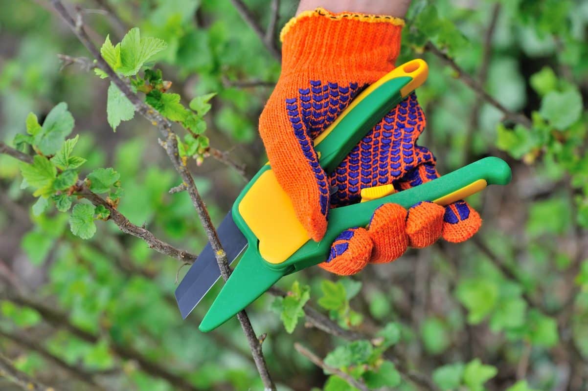 Person mit orangefarbenen Handschuhen schneidet Zweig mit Gartenschere.