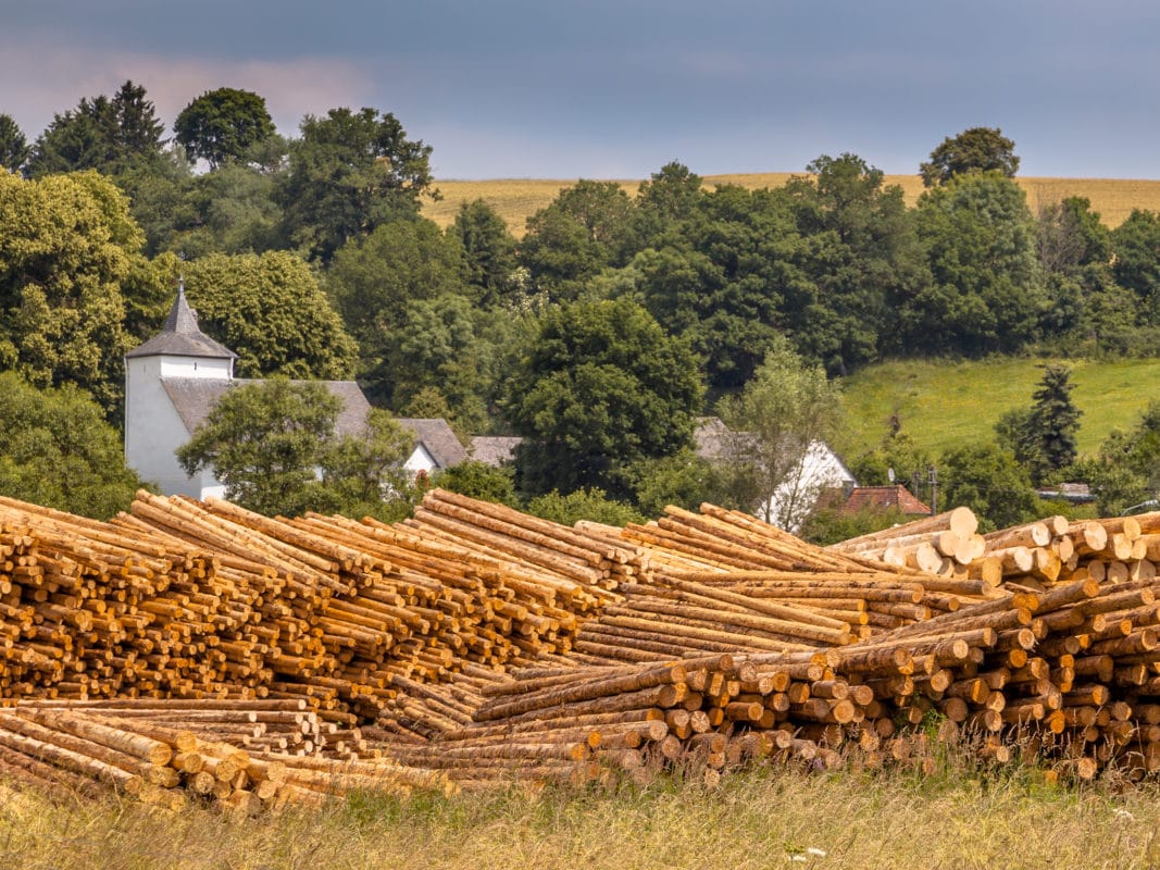 Gestapelte Holzstämme am Waldrand.