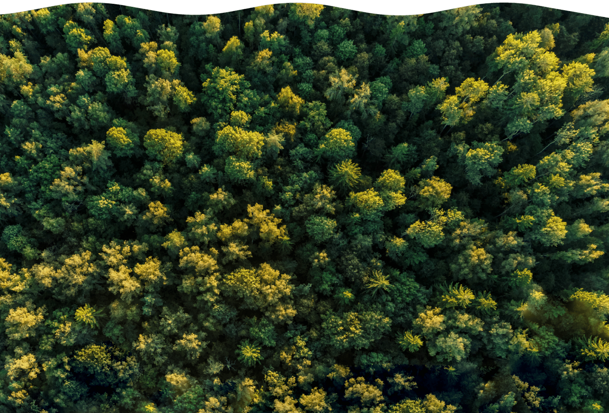 Eine dichte Waldlandschaft steht symbolisch für Nachhaltigkeit und natürliche Ressourcen.