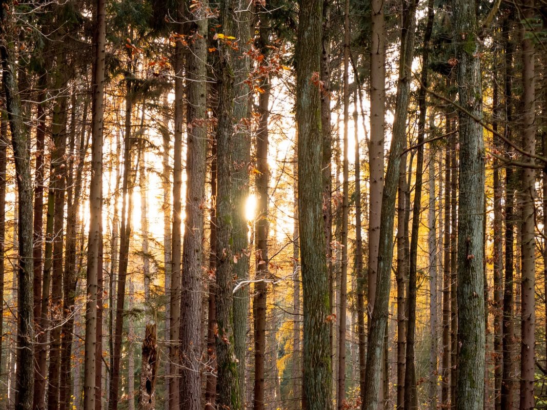 Holzbrett kaufen Eiche Massivholz Vollholz