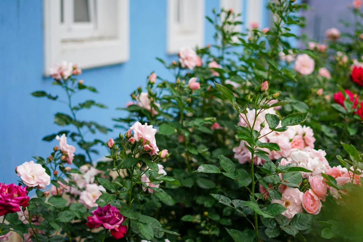 Blühende Rosensträucher vor blauer Hauswand.